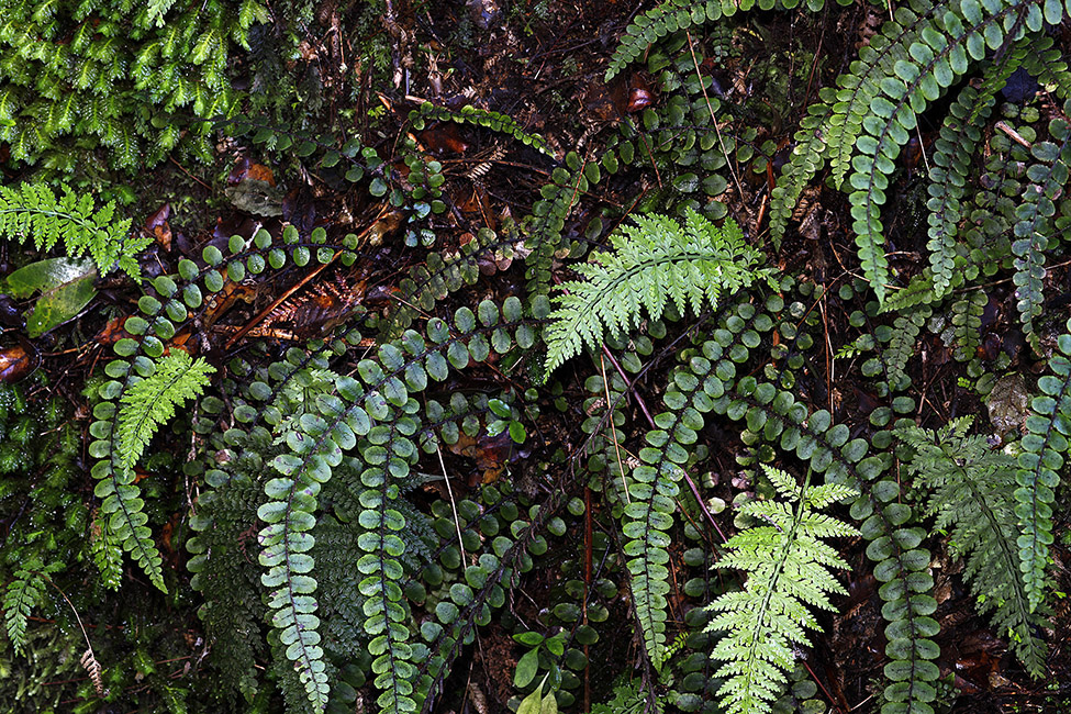 NZ Forest Interior